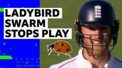 ‘Insect invasion!’ – Ladybirds stop play at Lord’s