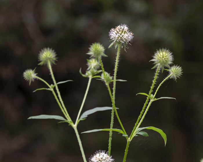 Country diary: A wade through nettles that’s worth every sting | Nic Wilson