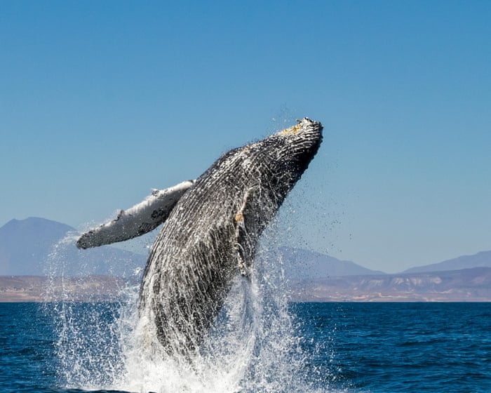 ‘We’ve done it before’: how not to lose hope in the fight against ecological disaster
