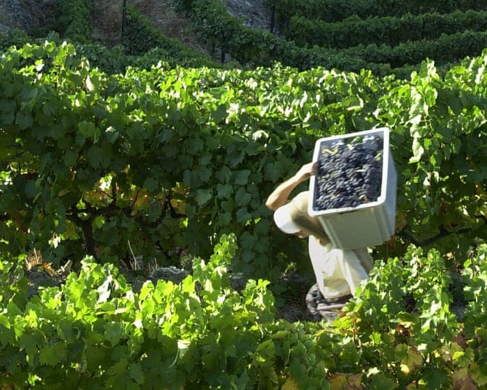 Why Portuguese red blends fly off the shelves | Hannah Crosbie on drinks
